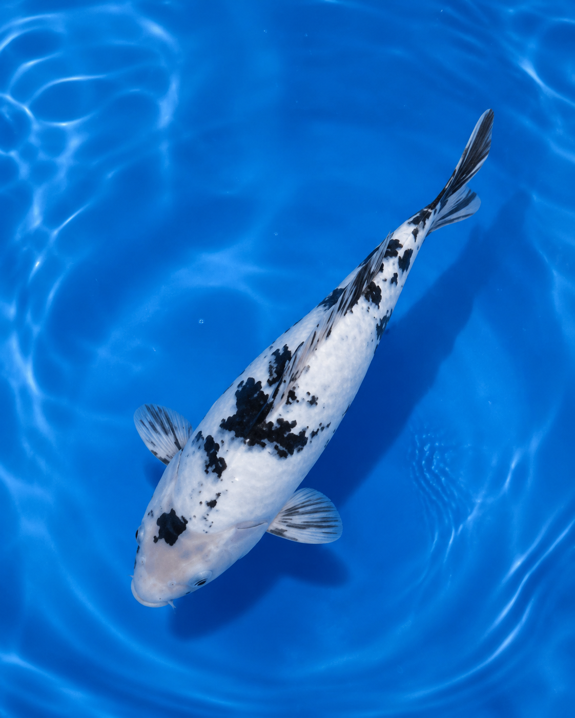 Thailand Shiro Utsuri Koi