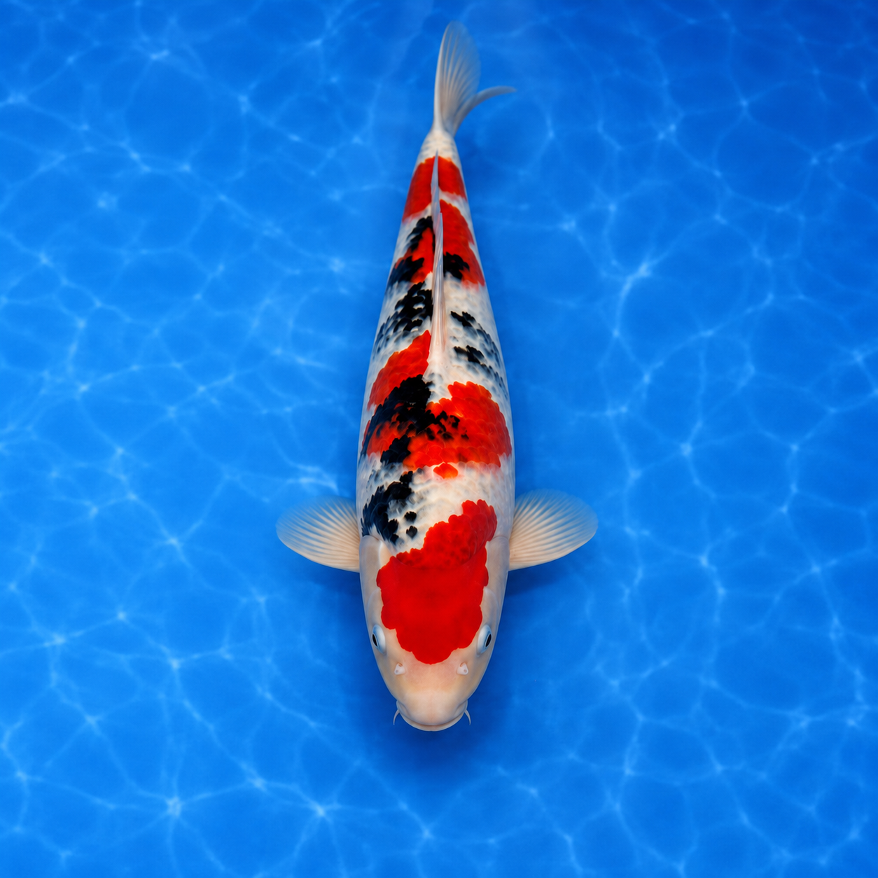 Malaysian Sanke Koi – Male – 41 cm