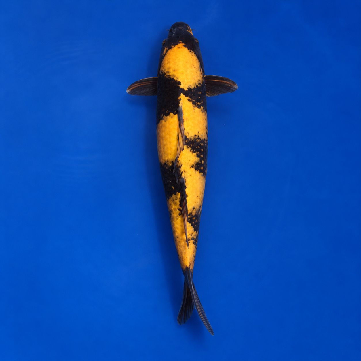 Japanese Kin Utsuri Koi – Female – 47 cm