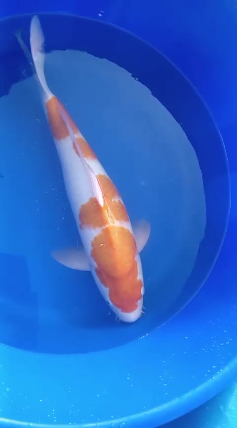 Japanese Kohaku Koi – Female – 54 cm
